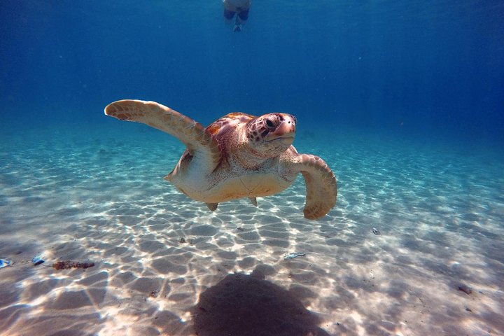 Unforgettable Sea Turtle Swim & Grote Knip Beach Escape