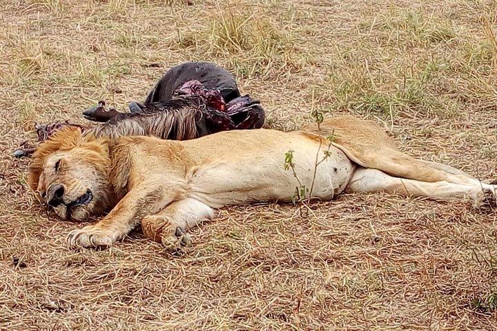 Tsavo National Park Small group Day trip