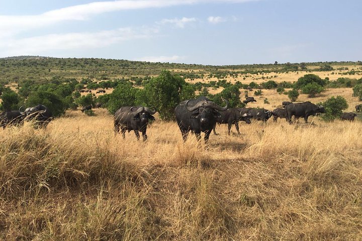 Tsavo National Park Small group Day trip