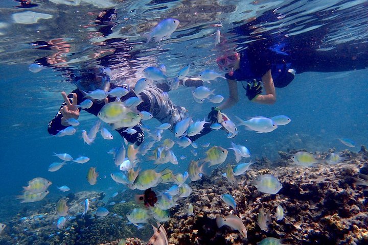 Guam's 5* Guided Snorkeling/Freediving Tour!