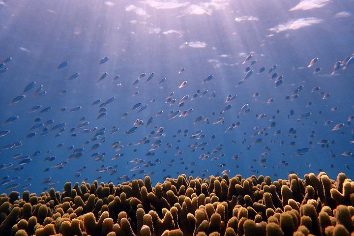 Guam's 5* Guided Snorkeling/Freediving Tour!