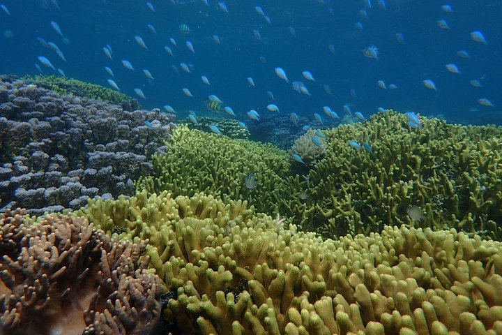 Guam's 5* Guided Snorkeling/Freediving Tour!