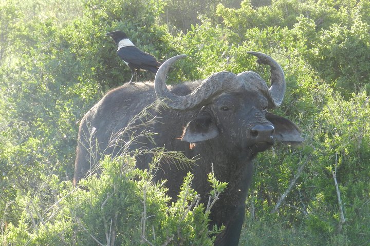 Port Elizabeth Shore Excursion: Addo Elephant Full Day Safari &"Braai"Lunch(BBQ)