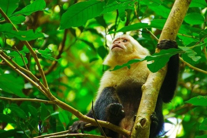 Volcano Hike, Waterfall Swim & Hot Springs Combo on Rincon de la Vieja