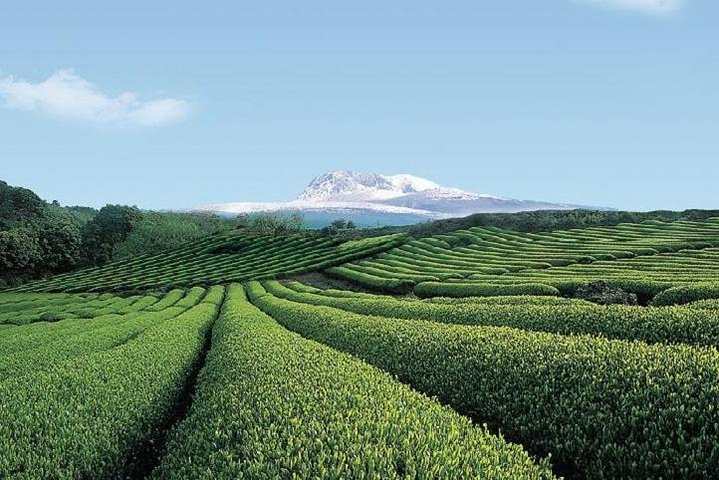 Full Day Essential Jeju Island Private tour for West Course