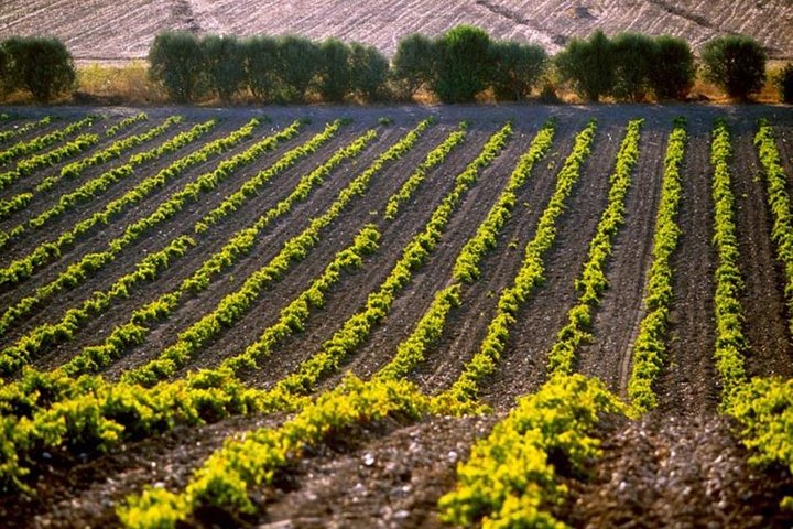 Cagliari: Full Day Wine Private Experience with Lunch