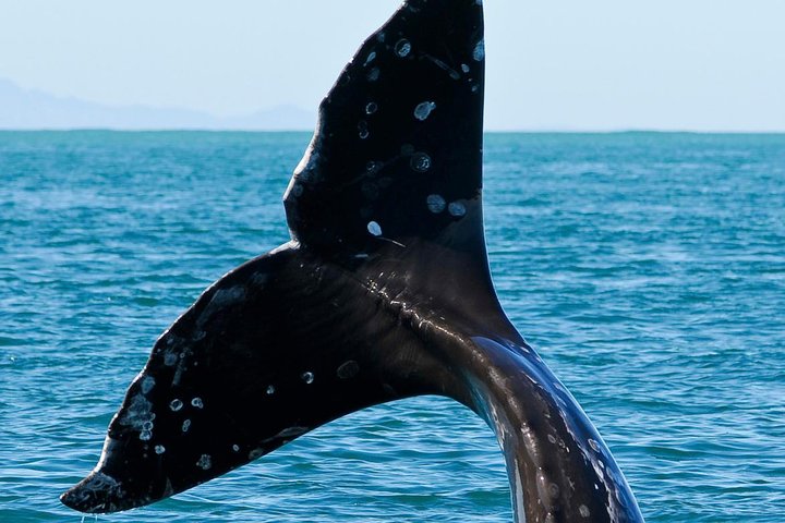 Kaikoura Whale Watch Day Tour from Christchurch
