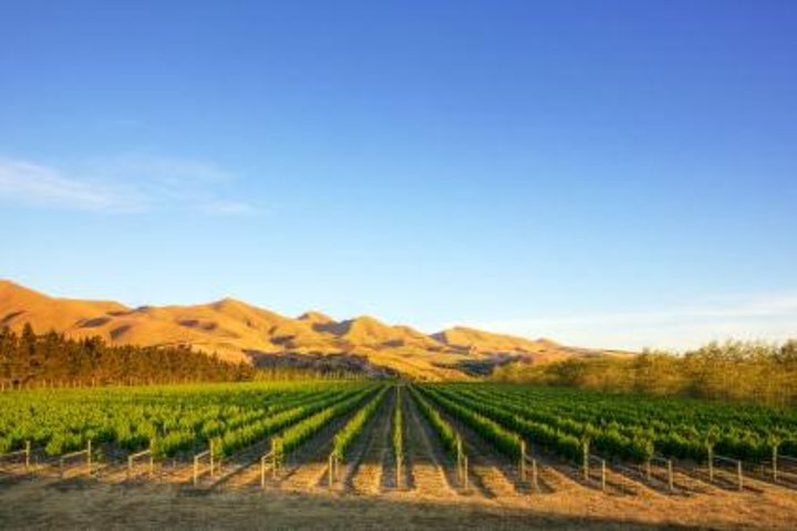 Waipara Wine Tour from Christchurch - including Lunch & Tastings