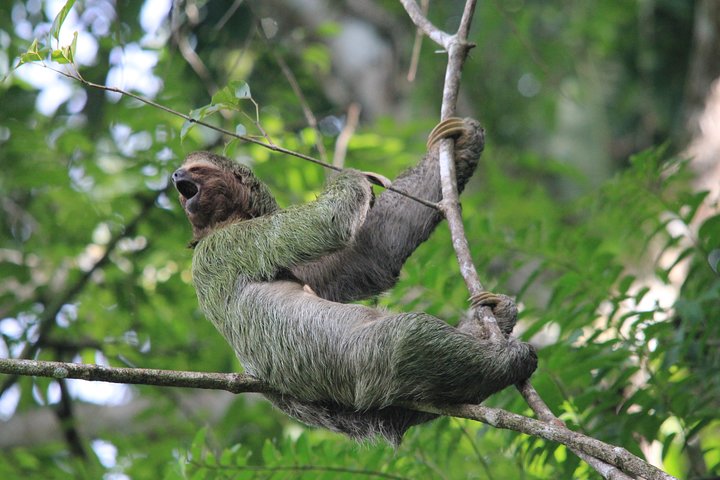 Manuel Antonio National Park Guided Tour with ticket option
