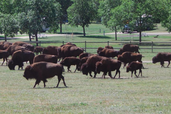 Mount Rushmore and Black Hills Tour with Two Meals and a Music Variety Show