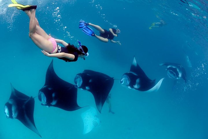Nusa Penida Snorkeling Adventure (Private & All-Inclusive)