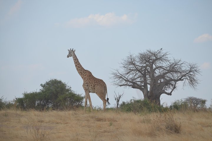 Day Trip to Mikumi National Park from Morogoro