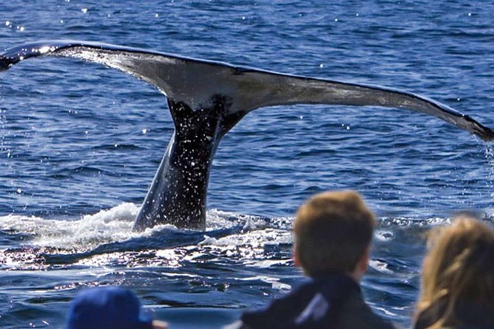 Waitukubuli Dolphin and Whale Watch in Dominica