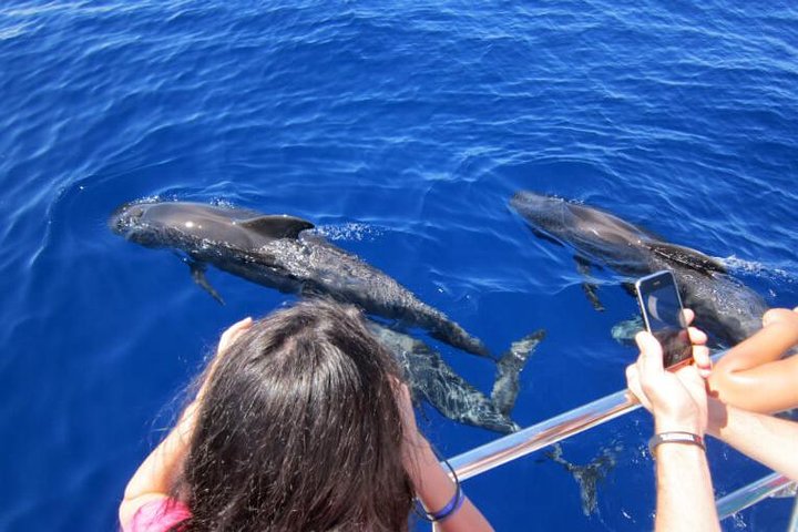 Waitukubuli Dolphin and Whale Watch in Dominica