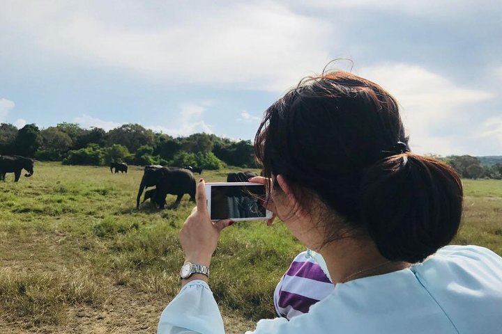 Safari Tour at Minneriya National Park