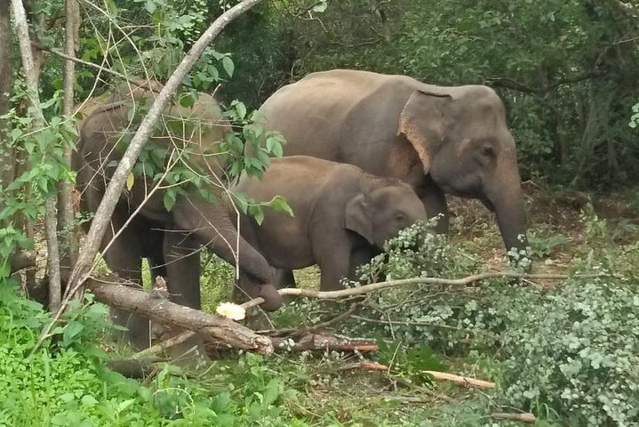 Safari Tour at Minneriya National Park