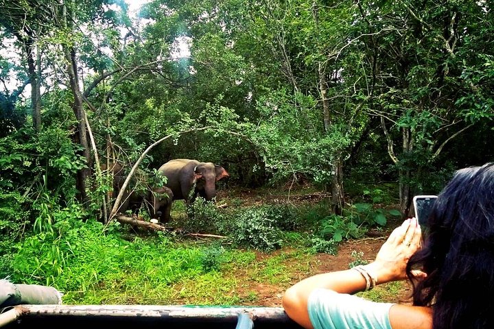 Safari Tour at Minneriya National Park