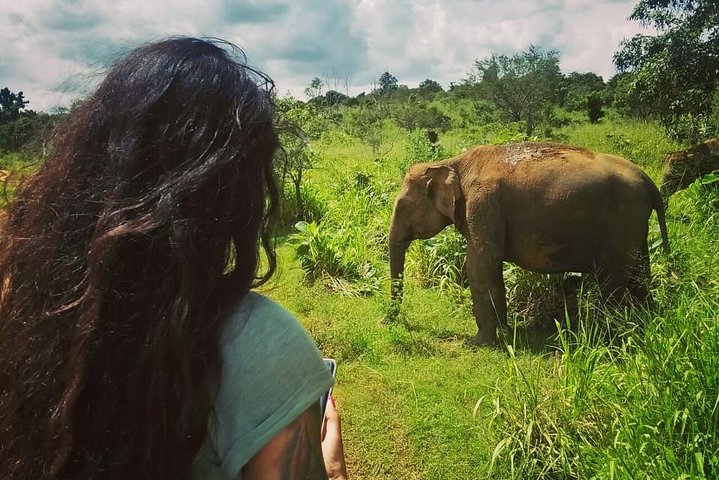 Safari Tour at Minneriya National Park