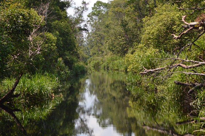 5 Days Truly Orangutan Wildlife Jungle Trail