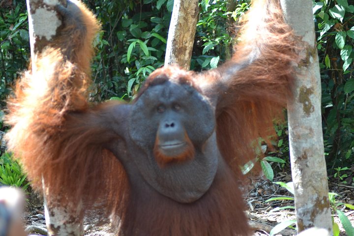 Orangutan Tanjung Puting Day Trip