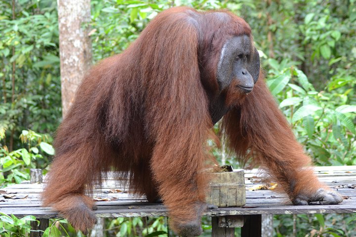Orangutan Tanjung Puting Day Trip