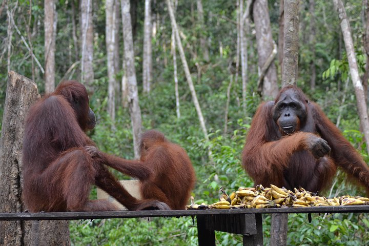 Orangutan Tanjung Puting Day Trip