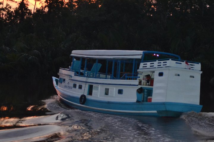 Orangutan Tanjung Puting Day Trip