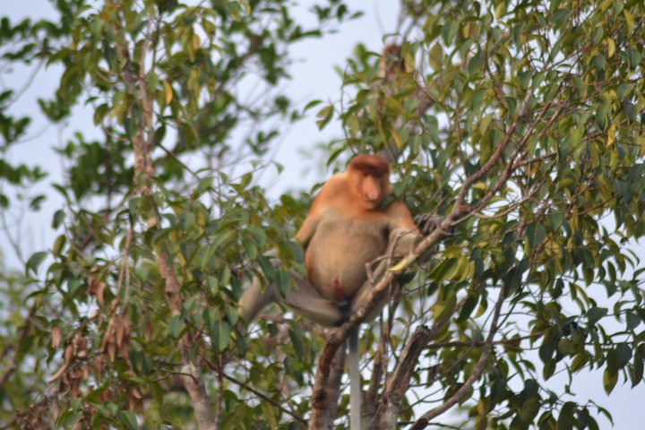 Orangutan Tanjung Puting Day Trip