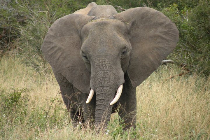 Elephant Sanctuary Tour from Johannesburg