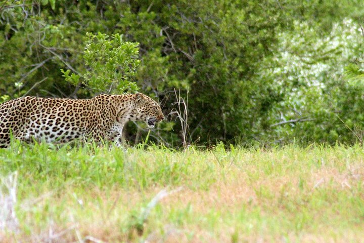 1-Day Ruaha National Park