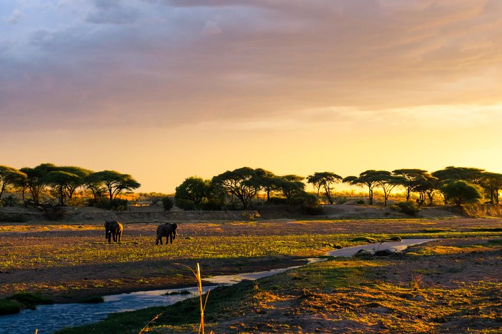 1-Day Ruaha National Park