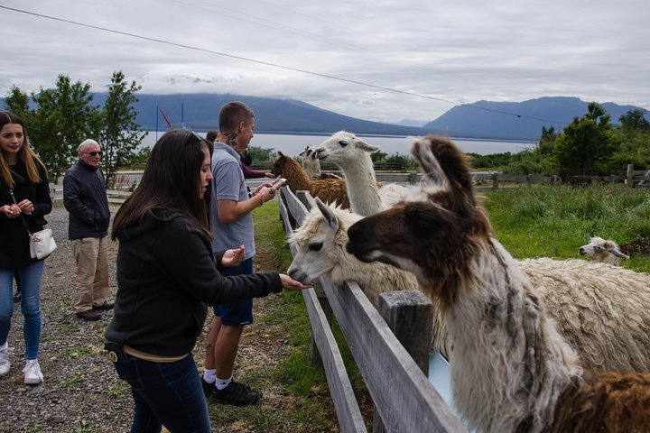 Shore Excursion: Petrohue Waterfalls, Frutillar & Puerto Varas