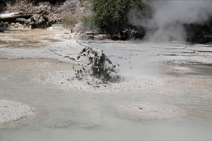 Rotorua via Kiwi/lakes country & a visit to iconic Whakarewarewa