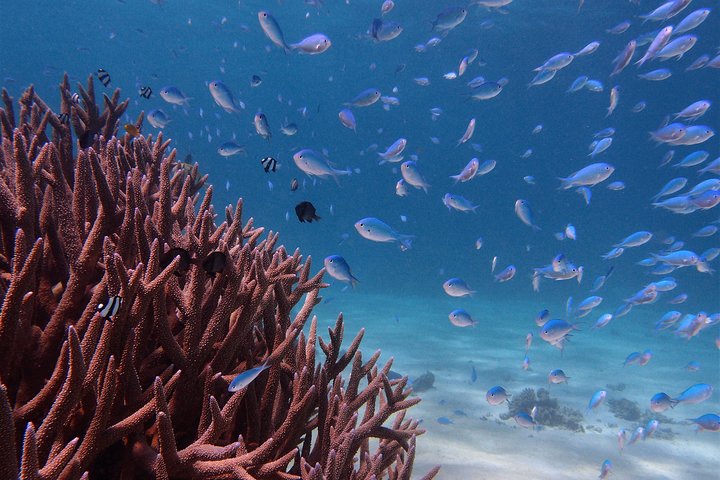 2.5 hour Snorkel / Turtle Tour on the Ningaloo Reef, Exmouth