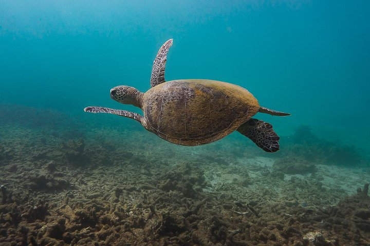 6 hour Ningaloo Reef Snorkel and Wildlife Adventure
