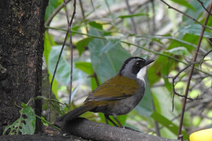 Birdwatching Tour in Giron and Yunguilla Jocotoco Reserve from Cuenca