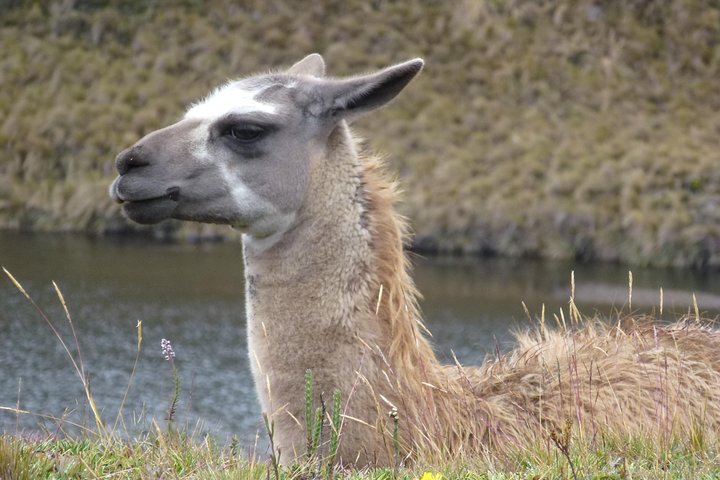 Cajas National Park Half Day Tour from Cuenca