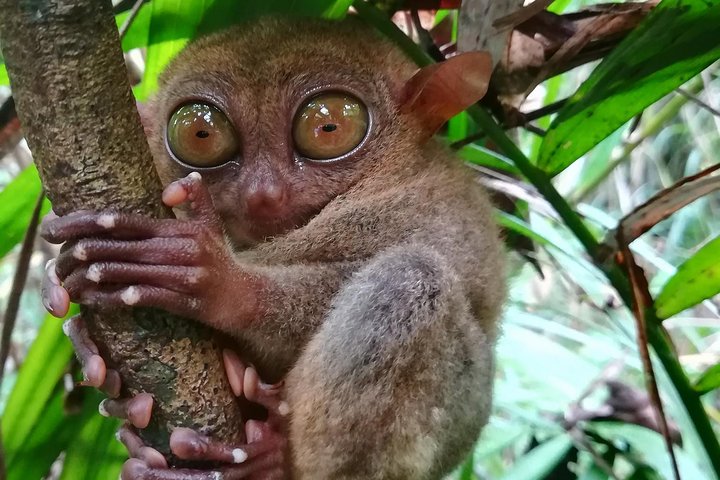 Private Day Trip Cebu to Bohol w/ Chocolate Hills & Loboc Cruise