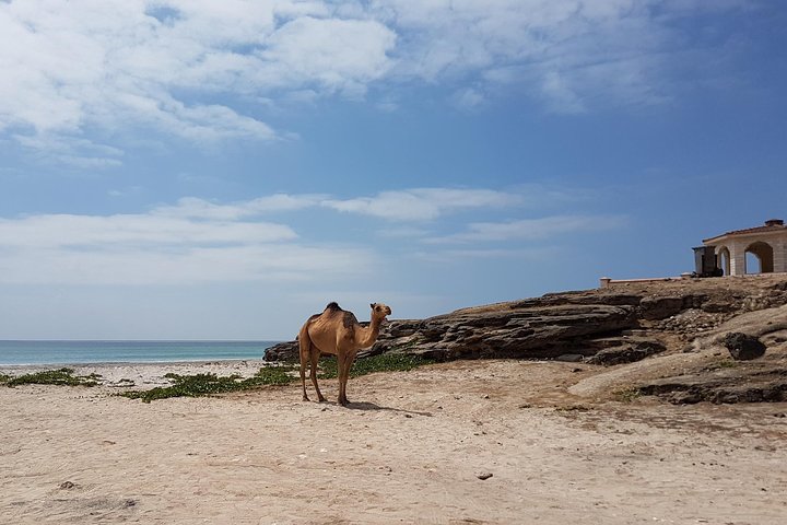 West Salalah Tour - Caribbean of Orient - Fazayah Beach with City