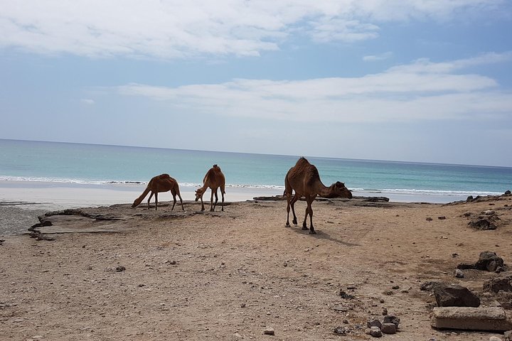 West Salalah Tour - Caribbean of Orient - Fazayah Beach with City