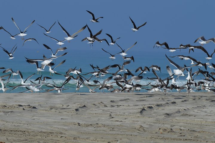East Salalah Mountain Safari, Wadi Darbat, Beach, Camels, Dunes
