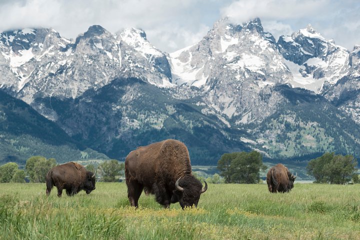 From Jackson Hole: Yellowstone Old Faithful, Waterfalls and Wildlife Day Tour