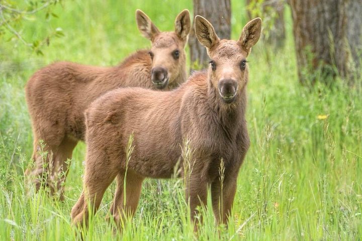 From Jackson Hole: Yellowstone Old Faithful, Waterfalls and Wildlife Day Tour