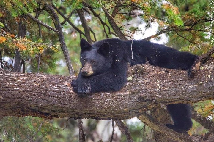 From Jackson Hole: Yellowstone Old Faithful, Waterfalls and Wildlife Day Tour