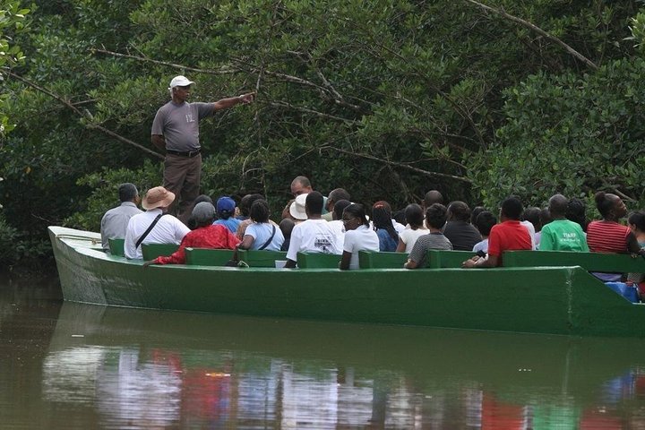 The Scarlet Ibis - Caroni Swamp Tour
