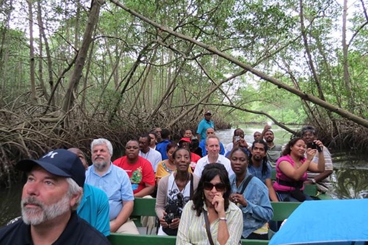 The Scarlet Ibis - Caroni Swamp Tour