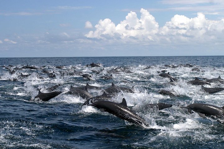 Dolphin and Whale Watching Tour in Drake Bay as seen on National Geographic