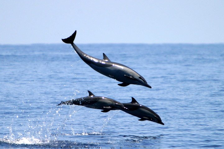 Dolphin and Whale Watching Tour in Drake Bay as seen on National Geographic