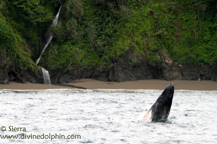 Dolphin and Whale Watching Tour in Drake Bay as seen on National Geographic