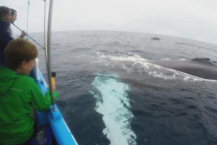 Dolphin and Whale Watching Tour in Drake Bay as seen on National Geographic